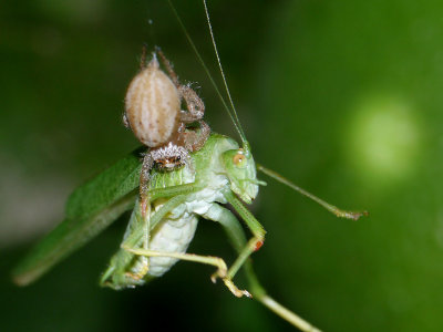 Spider with Katydid Prey.jpg