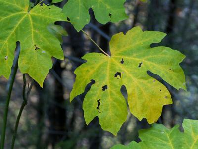 Big Leaf Maple 2.jpg