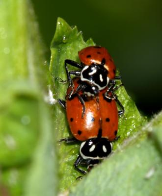Ladybugs in Love.jpg