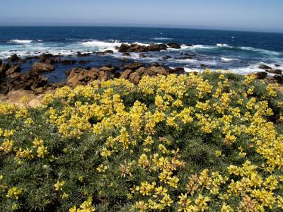 Lupines  at the Coast.jpg