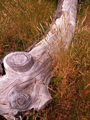 Log  and Grass.jpg