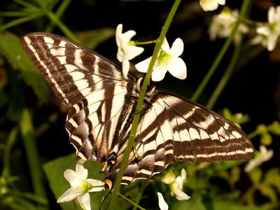 Pale Swallowtail.jpg
