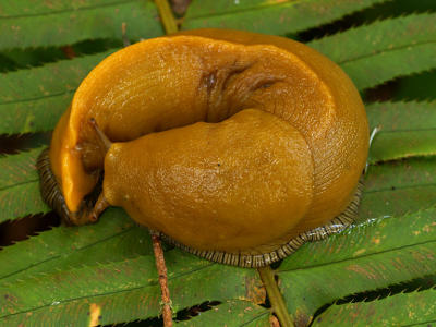 Bananna Slug.jpg