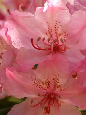 Wild Rhododendrons.jpg
