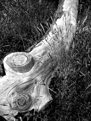 Log & Grass