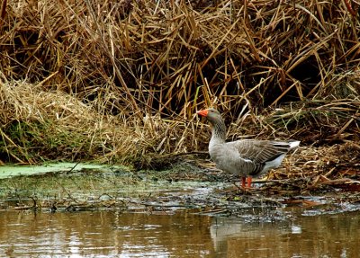 Greater White-fronted Goose.jpg