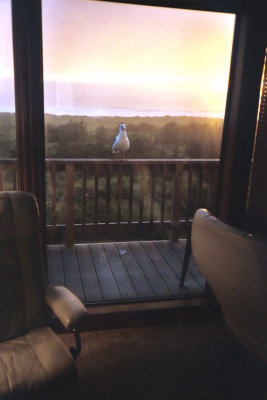 OR Gull in Window.jpg