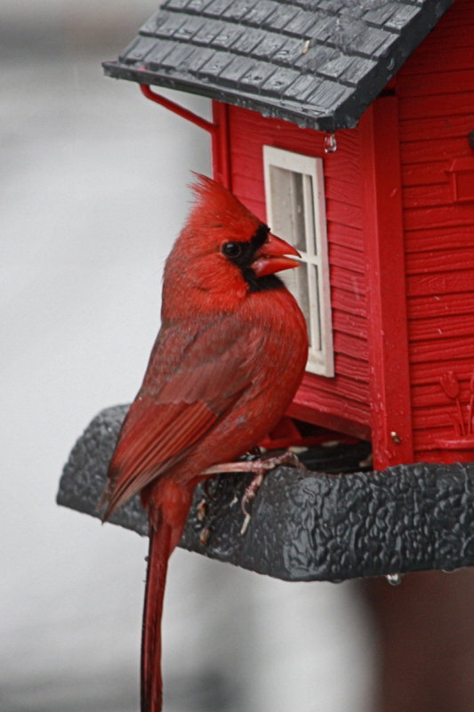 Cardinal on Birdfeeder<BR>April 1, 2011
