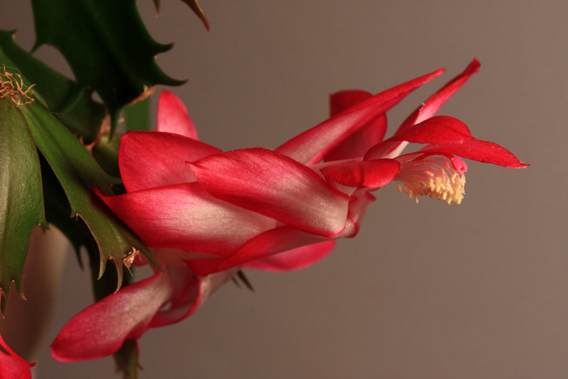 Christmas Cactus<BR>May 16, 2011