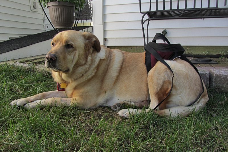 Glinda in Front Yard<BR>September 19, 2011