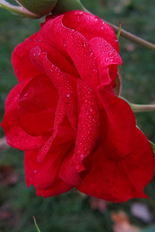 Red Rose Closeup<BR>October 24, 2011