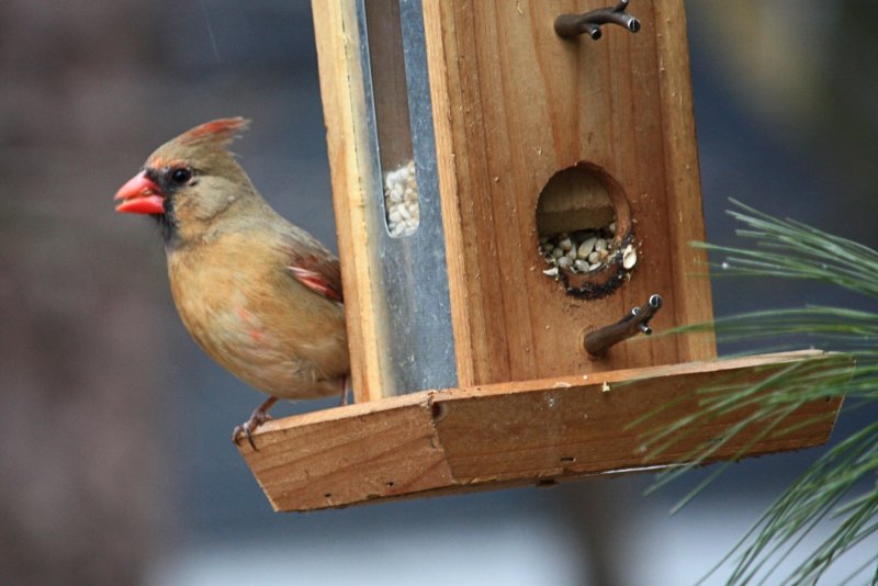 Female Cardinal<BR>February 16, 2012