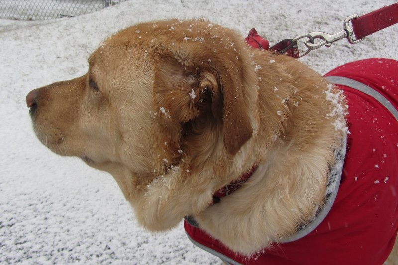 Glinda in a Snowsquawl<BR>February 25, 2012