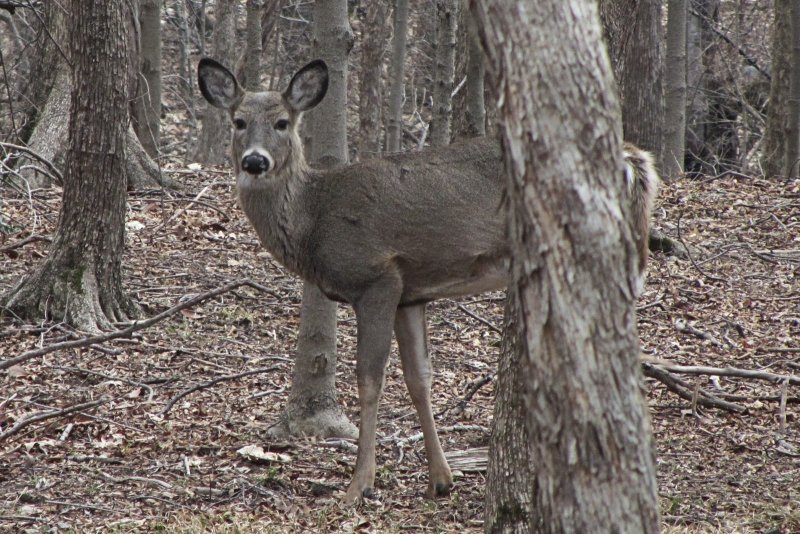 White Tail Deer<BR>March 19, 2012