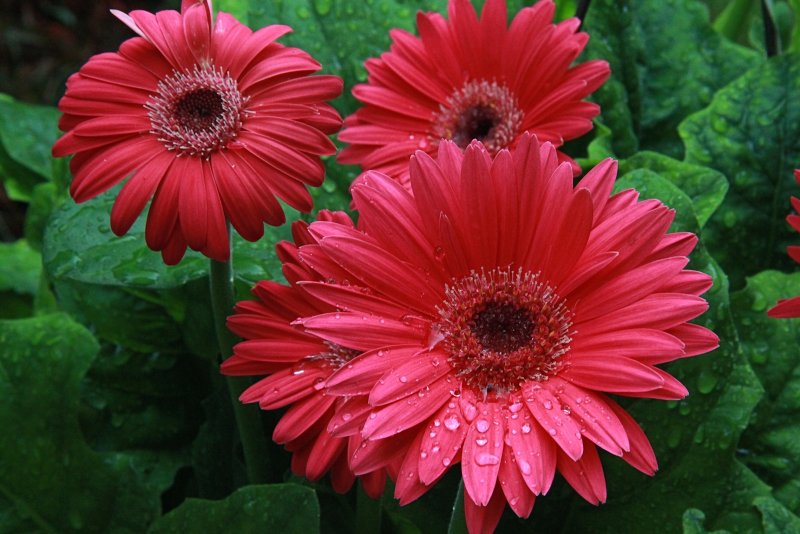 Closeup of Daisys Macro<BR>August 10, 2012