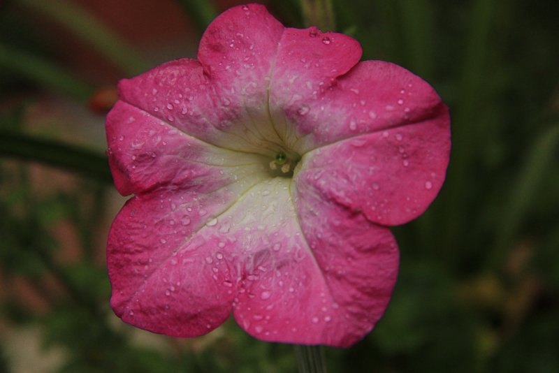 Red Petunia Macro<BR>August 13, 2012
