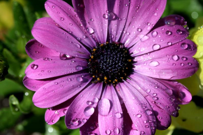 Water Drops on Purple Daisy