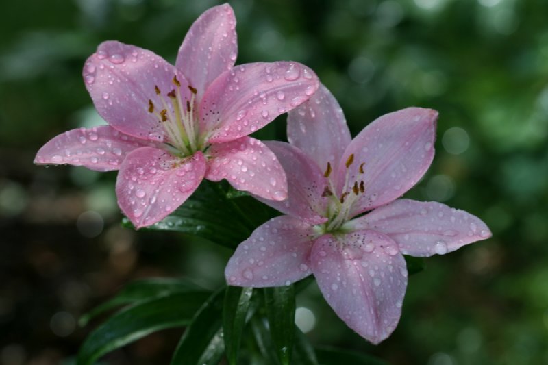Drops on Asiatic Lillies