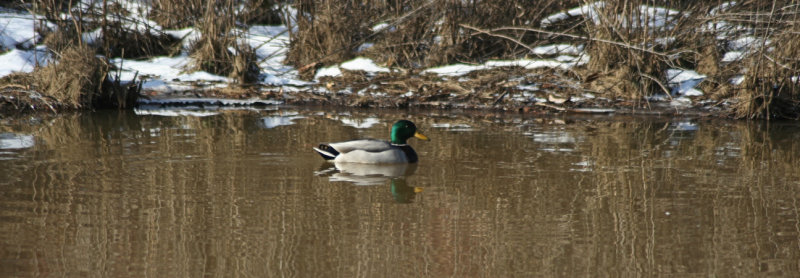 Mallard Reflection<BR>January 23, 2008