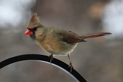 Female CardinalMarch 2, 2011