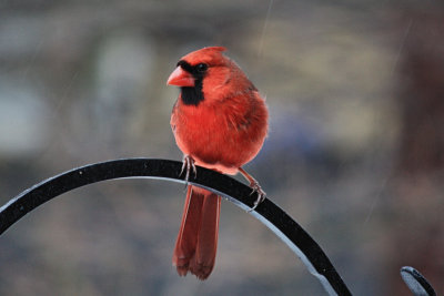 CardinalMarch 6, 2011