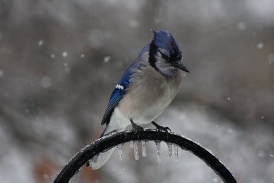 Bluejay in a Snow StormMarch 7, 2011