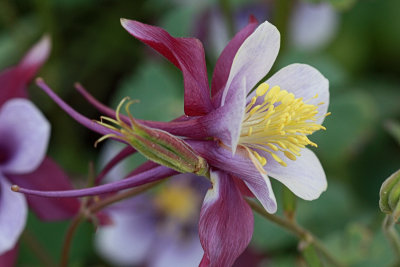 Columbine MacroApril 15, 2011