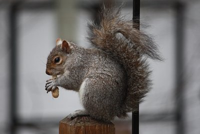 SquirrelApril 25, 2011