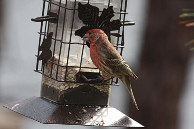 Finch<BR>April 26, 2011