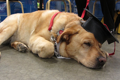 Sleeping Graduate<BR>May 3, 2011