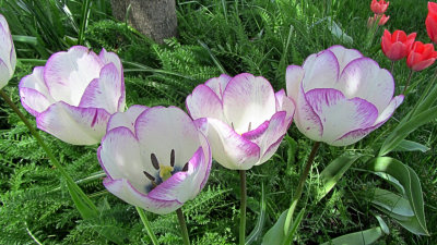 TulipsMay 11, 2011
