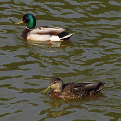 Mallard DucksJune 5, 2011