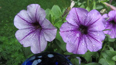 Purple FlowersJune 14, 2011