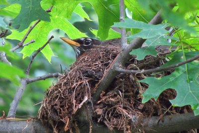 Robin in NestJune 18, 2011