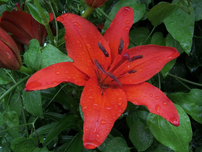 Lilly CloseupJune 22, 2011