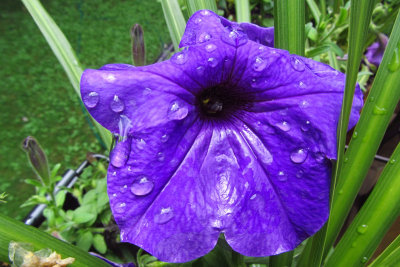 Water Drops on Purple PetuniaAugust 4, 2011