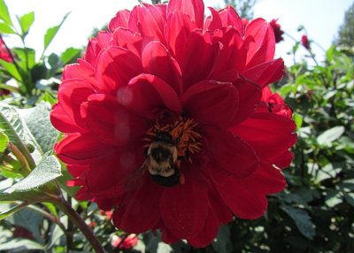 Bumble Bee on Red FlowerSeptember 2, 2011