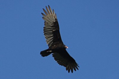 Turkey VultureSeptember 13, 2011