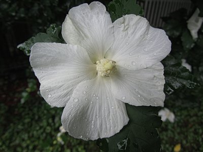 Water Drops on White FlowerSeptember 20, 2011