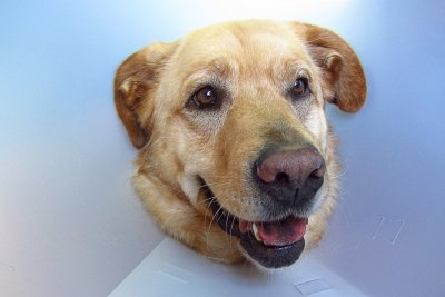 Glinda in Cone Closeup a day after Surgery