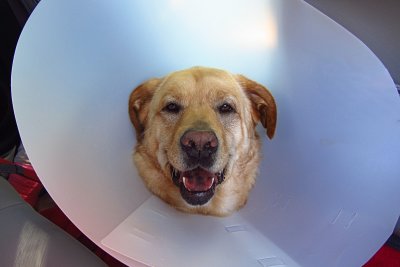 Glinda in Cone a day after Surgery
