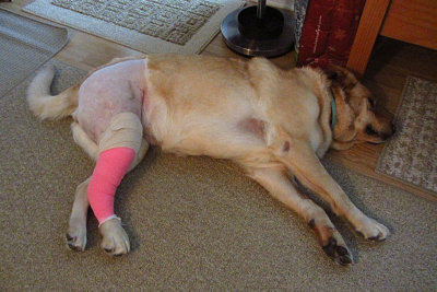 Glinda at Home After Surgery