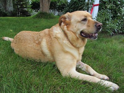 Glinda Enjoying the Outdoors<BR>September 22, 2011