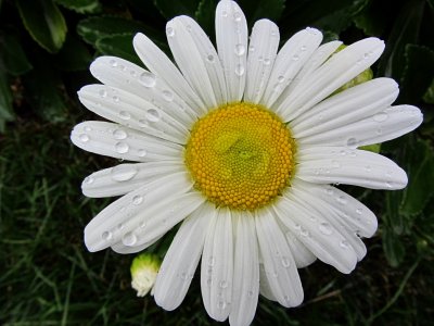 Waterdrops on DaisySeptember 28, 2011