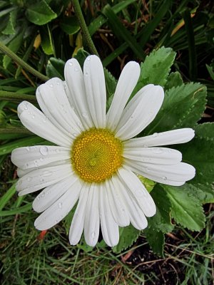 White DaisyOctober 1, 2011