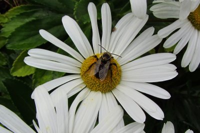 Bee and Daisy MacroOctober 14, 2011