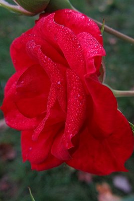 Red Rose CloseupOctober 24, 2011