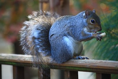 SquirrelNovember 1, 2011