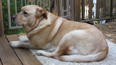 Glinda Resting on the DeckNovember 9, 2011