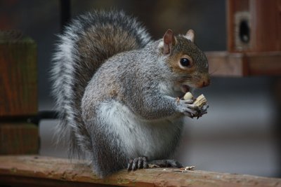 Squirrel Eating PeanutNovember 15, 2011